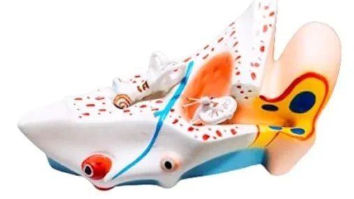 human ear model, 3D model for educational purpose.. - Image 2