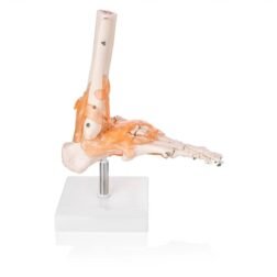 Human Foot Joint Model with Ligaments Scientific Life Size with Premium Display Base Best Teaching Tool for Patient Education & Anatomy Study - Image 2