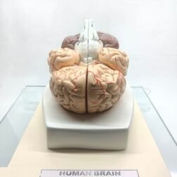 Fiber Glass Human Brain Model in 8 part with magnets and fiber base stand For Teaching Anatomy of Brain for Science Classroom Study - Image 2