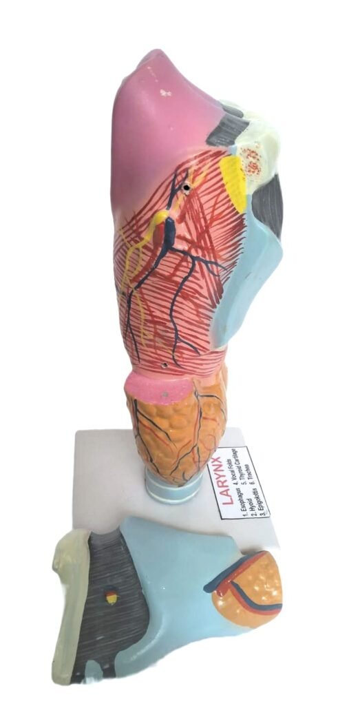 Scientific Human Anatomy Larynx Model - Image 4