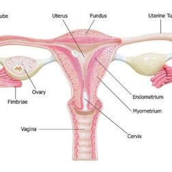 Advanced Uterus Anatomy Model for Medical Teaching - Image 2