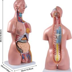 Human Torso Model (85cm Tall) With 23 Removable Parts | Made Up Of Unbreakable Non-Toxic PVC Plastic | Devloped By Expert Anatomists | Master Human Anatomy With This Premium Torso Model - Image 2