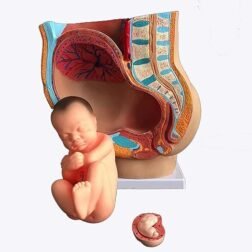 Human Female Pelvis Pregnancy Anatomy Model with Fetus for Study - Image 2