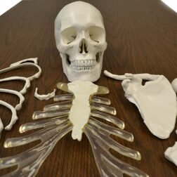Disarticulated Human Skeleton Model Life Size for Medical Students - Image 2