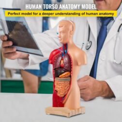 Human Body Anatomy Model 15 Parts 11 Inch with Removable Organs - Image 2
