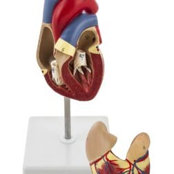 Deluxe Natural Size Human Heart Anatomical Model, 2 Parts, Showing Four Chambers, Valves, And Major Blood Vessels, With Detailed Study Guide (Red), Adult - Image 2