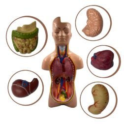 Human Torso Model Detachable 6 Parts Sexless For Educational Purpose - Image 2