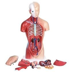18-Inch Human Torso Anatomy Model with Skeleton & Internal Organs for Medical Study - Image 2