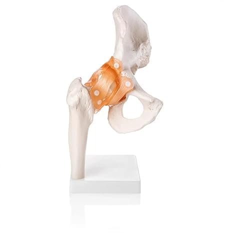 Life Size Human Hip Joint Model with Ligaments & Display Base - Image 4