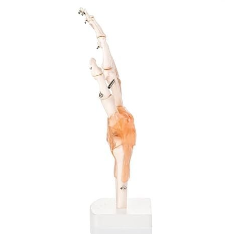 Human Hand Joint Model with Ligaments Scientific Life Size with Premium Display Base Best Teaching Tool for - Image 2