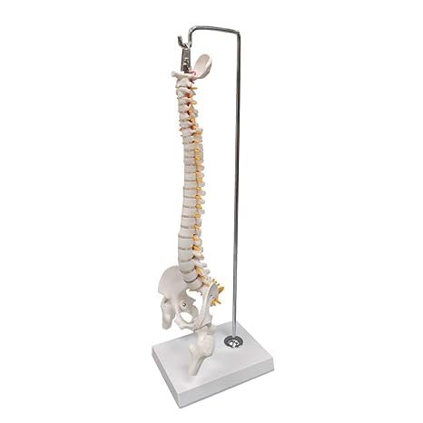 Mini Human Spine Model with Pelvis, Femur & Herniated Disc - Image 2