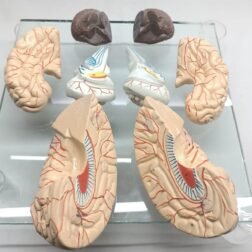 Fiber Glass Human Brain Model in 8 part with magnets and fiber base stand For Teaching Anatomy of Brain for Science Classroom Study - Image 3