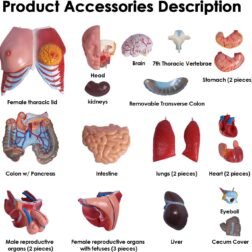 Human Torso Model (85cm Tall) With 23 Removable Parts | Made Up Of Unbreakable Non-Toxic PVC Plastic | Devloped By Expert Anatomists | Master Human Anatomy With This Premium Torso Model - Image 3