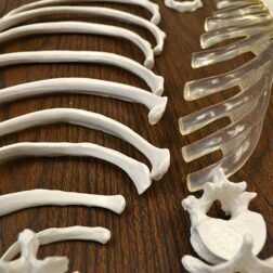 Disarticulated Human Skeleton Model Life Size for Medical Students - Image 3