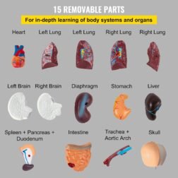 Human Body Anatomy Model 15 Parts 11 Inch with Removable Organs - Image 3