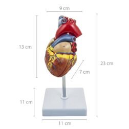 Deluxe Natural Size Human Heart Anatomical Model, 2 Parts, Showing Four Chambers, Valves, And Major Blood Vessels, With Detailed Study Guide (Red), Adult - Image 3