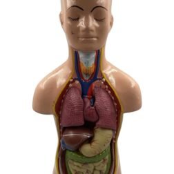 Human Torso Model Detachable 6 Parts Sexless For Educational Purpose - Image 3