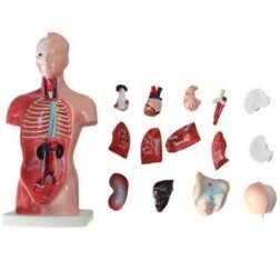 18-Inch Human Torso Anatomy Model with Skeleton & Internal Organs for Medical Study - Image 3