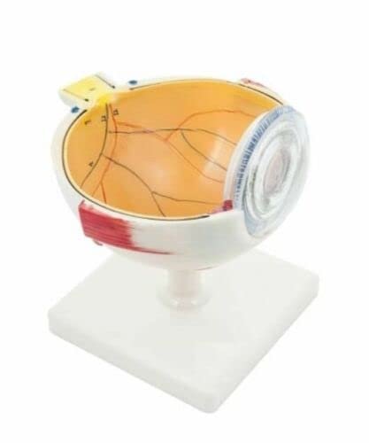 Human Eye Model Premium with Dissectible Eye Ball 7 Parts can Enlarged 5 Times - Image 5