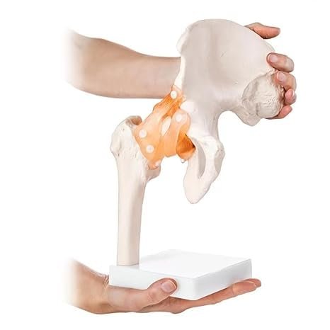 Life Size Human Hip Joint Model with Ligaments & Display Base - Image 2