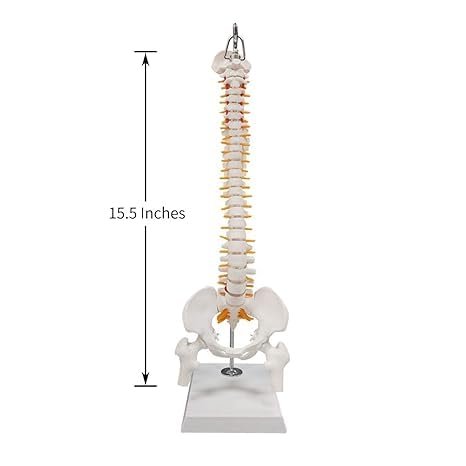 Mini Human Spine Model with Pelvis, Femur & Herniated Disc - Image 4