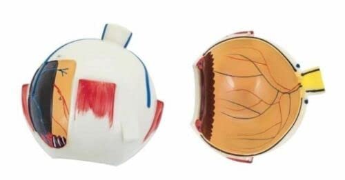 Human Eye Model Premium with Dissectible Eye Ball 7 Parts can Enlarged 5 Times - Image 6