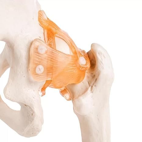 Life Size Human Hip Joint Model with Ligaments & Display Base - Image 3
