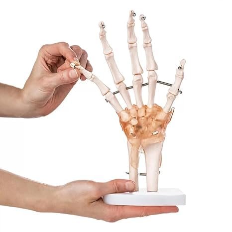 Human Hand Joint Model with Ligaments Scientific Life Size with Premium Display Base Best Teaching Tool for - Image 3
