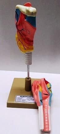 Human Larynx Model Cut in 2 Parts Mounted on Plastic Base - Image 3