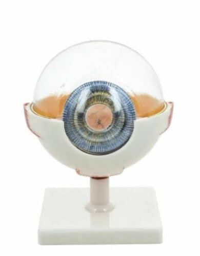 Human Eye Model Premium with Dissectible Eye Ball 7 Parts can Enlarged 5 Times - Image 4