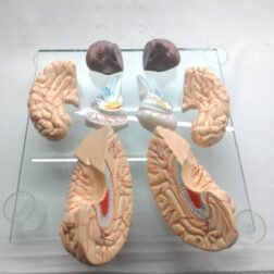 Fiber Glass Human Brain Model in 8 part with magnets and fiber base stand For Teaching Anatomy of Brain for Science Classroom Study - Image 4