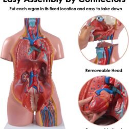 Human Torso Model (85cm Tall) With 23 Removable Parts | Made Up Of Unbreakable Non-Toxic PVC Plastic | Devloped By Expert Anatomists | Master Human Anatomy With This Premium Torso Model - Image 4
