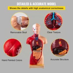 Human Body Anatomy Model 15 Parts 11 Inch with Removable Organs - Image 4