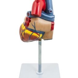 Deluxe Natural Size Human Heart Anatomical Model, 2 Parts, Showing Four Chambers, Valves, And Major Blood Vessels, With Detailed Study Guide (Red), Adult - Image 4