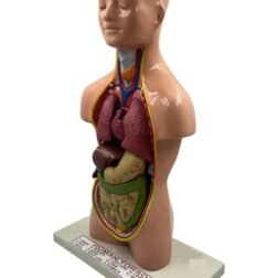 Human Torso Model Detachable 6 Parts Sexless For Educational Purpose - Image 4