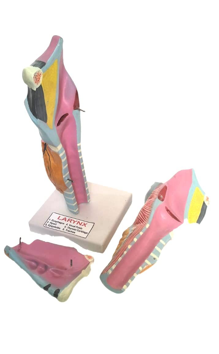 Scientific Human Anatomy Larynx Model - Image 3