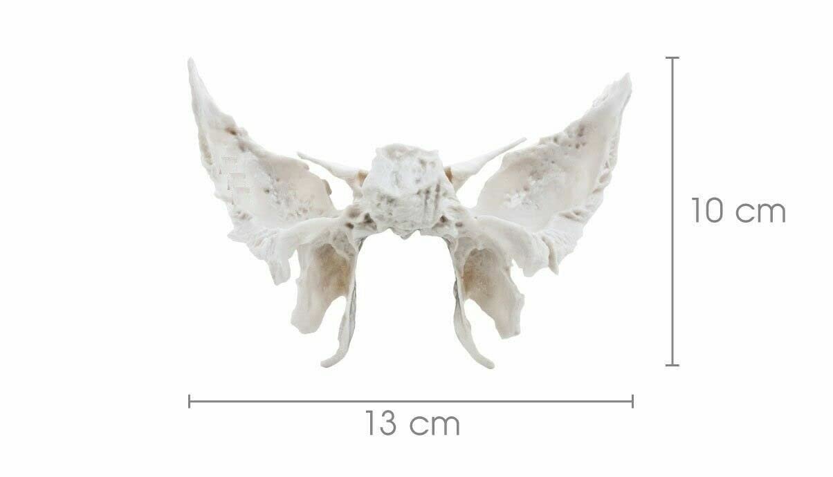 Sphenoid Bone from Original Human Skull Cast, Anatomically Correct - Image 2