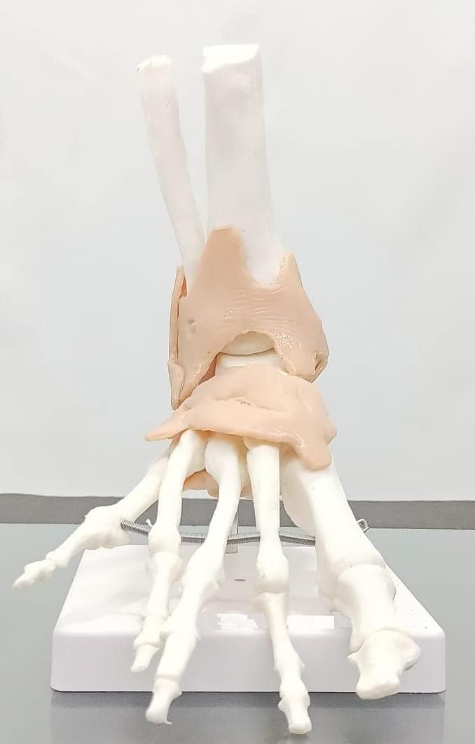 Human Foot Joint Model Flexible PVC Plastic (Anatomical Model) Unbreakable - Image 4