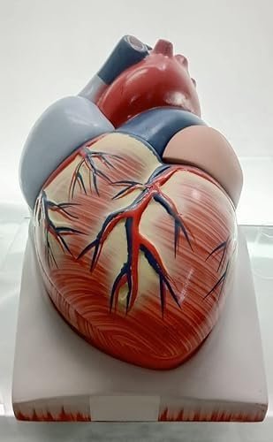 Human Heart Educational Model, 4 Parts, 6X Enlarged Size, Fiberglass, for Science and Medical Studies - Image 3