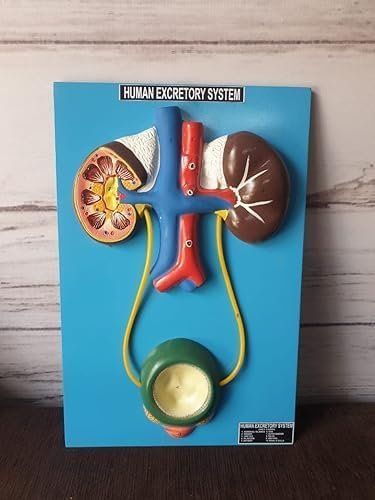 Human Anatomy Educational Model, Excretory System with Kidney and Bladder, with Base - Image 4