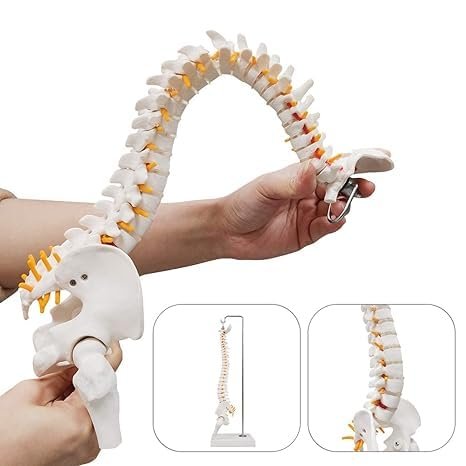 Mini Human Spine Model with Pelvis, Femur & Herniated Disc - Image 3