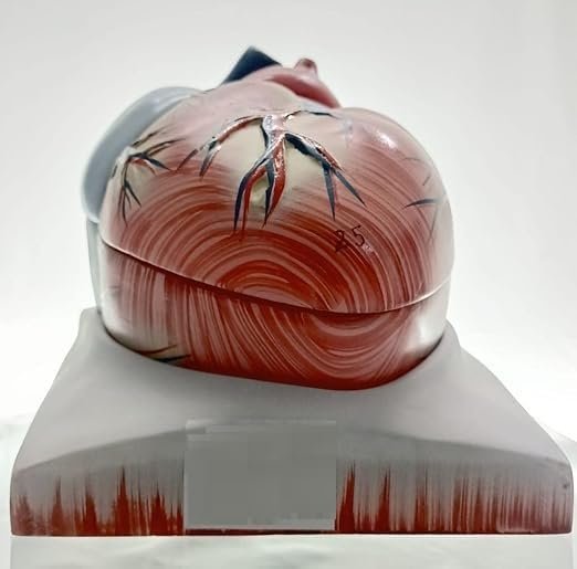 Human Heart Educational Model, 4 Parts, 6X Enlarged Size, Fiberglass, for Science and Medical Studies - Image 5