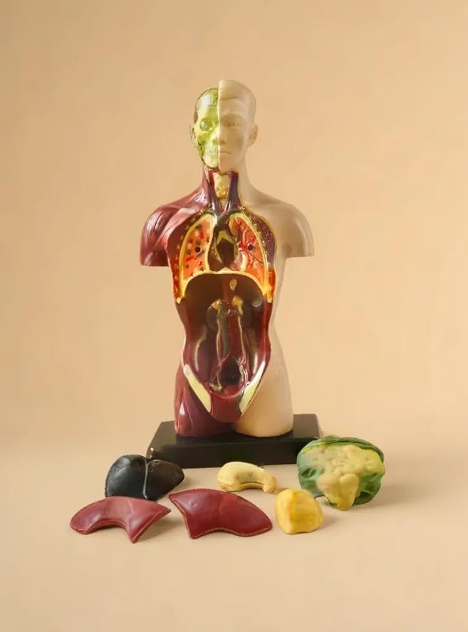 Clear Human Body Structure Model - Skeleton Toys for 6 Year Old | 3D Human Body for Kids | DIY Stem Educational Science Project | Best Birthday Gift for Kids, Boys - Image 3