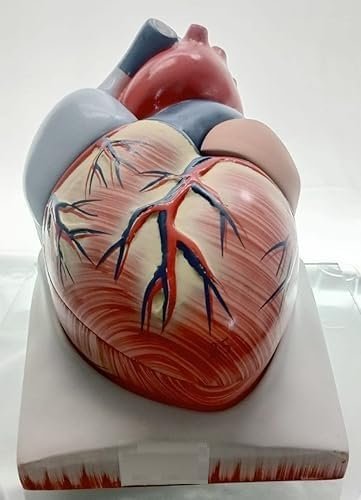 Human Heart Educational Model, 4 Parts, 6X Enlarged Size, Fiberglass, for Science and Medical Studies - Image 4