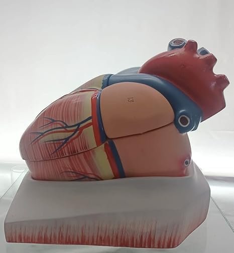 Human Heart Educational Model, 4 Parts, 6X Enlarged Size, Fiberglass, for Science and Medical Studies - Image 2
