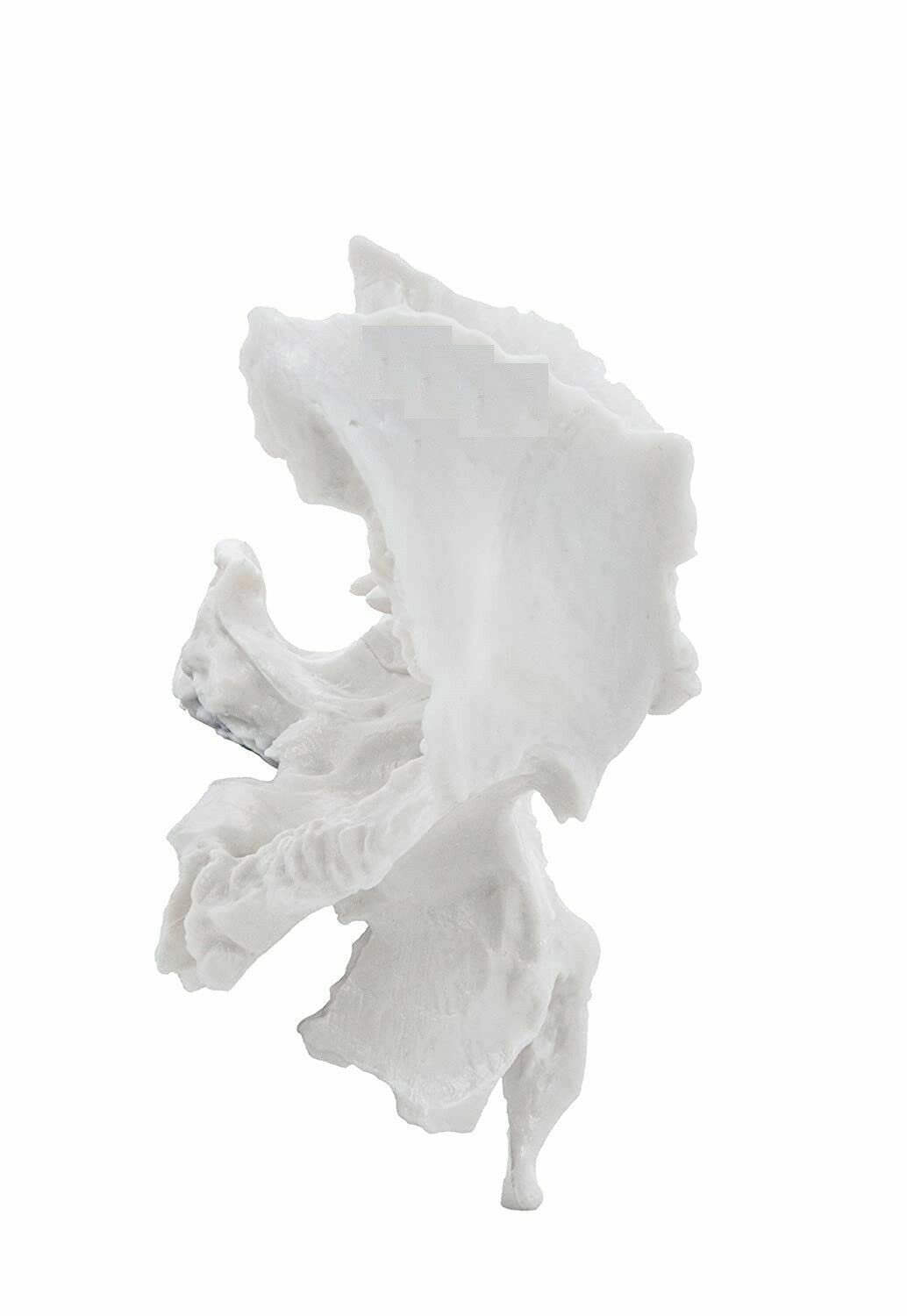 Sphenoid Bone from Original Human Skull Cast, Anatomically Correct - Image 3