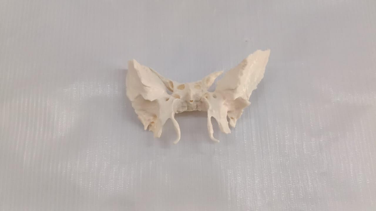 Sphenoid Bone from Original Human Skull Cast, Anatomically Correct - Image 7