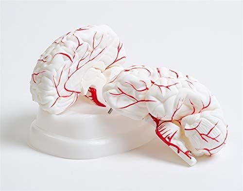 Human Brain 8 Part Model Shows Arteries, Dissects Into 8 Parts Anatomical Model - Image 2