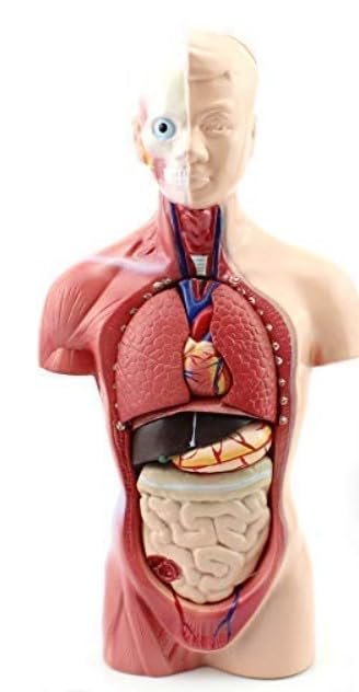 Clear Human Body Structure Model - Skeleton Toys for 6 Year Old | 3D Human Body for Kids | DIY Stem Educational Science Project | Best Birthday Gift for Kids, Boys - Image 7