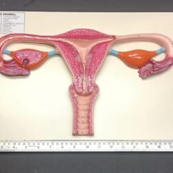 Advanced Uterus Anatomy Model for Medical Teaching - Image 3